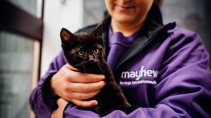 VMA GROUP Appoints Marketing Manager for The Mayhew Animal Home